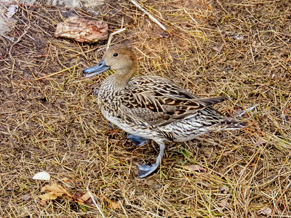 近くを横切る鳥