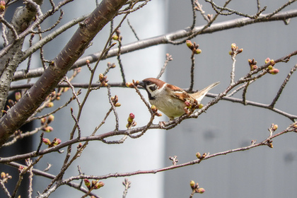 飛ぶ前の鳥