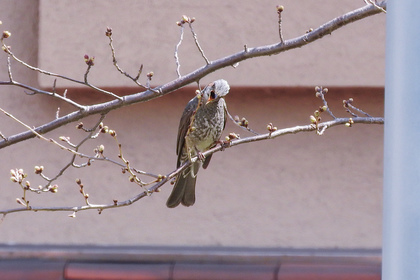 ふんを落とす鳥