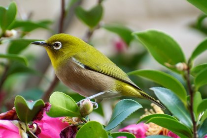 きれいな色の鳥