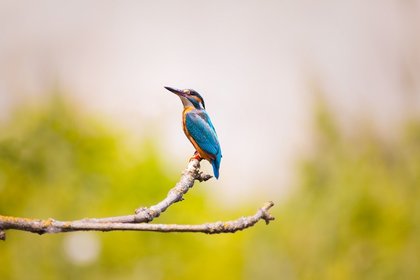 鮮やかな色の鳥