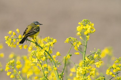 花に止まる鳥