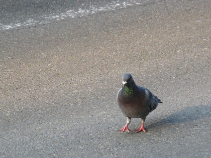 道路を歩くハト