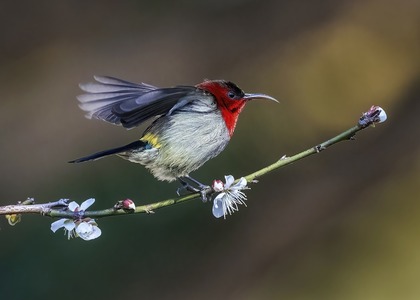 おしゃれな色の鳥