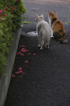 猫の後ろ姿