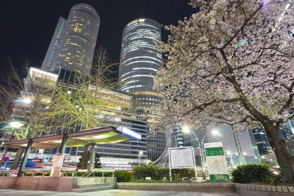 名古屋駅と桜の木