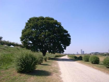 道沿いにある木