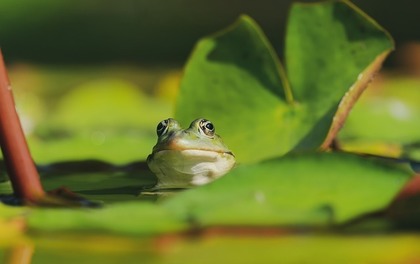 かえる