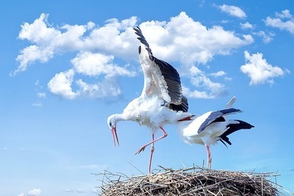 コウノトリ