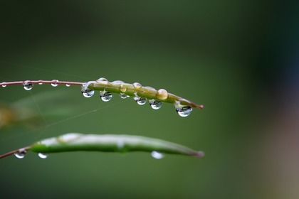 朝露