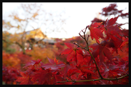 京都の四季