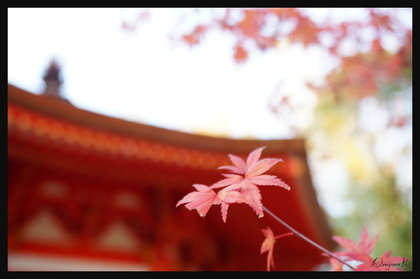 京都のお寺