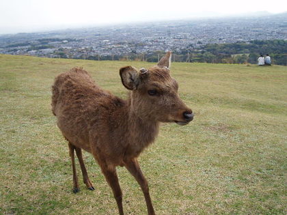 若草山のしか