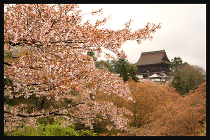 吉野の桜