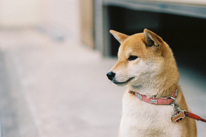 可愛いしば犬