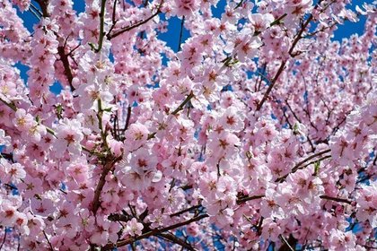 満開の桜