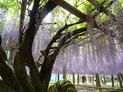 河内藤園の風景