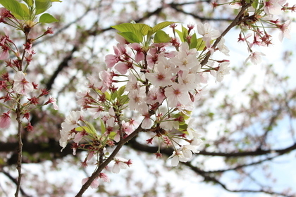 綺麗な桜