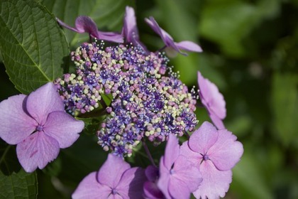 千光寺の紫陽花