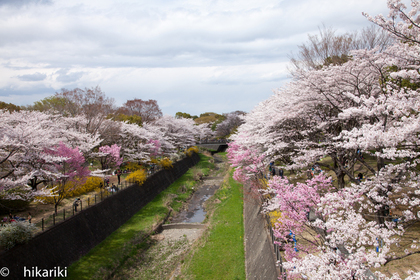 昭和記念公園