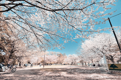 井之頭公園