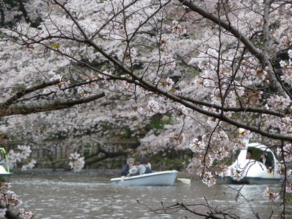 桜