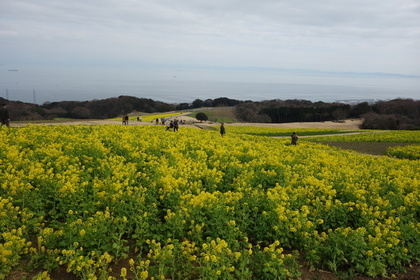 あわじ花さじきの風景