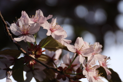 桜