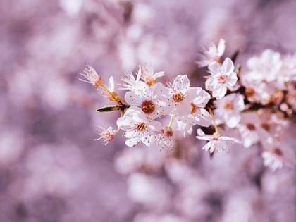 桜の花