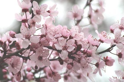 桜の花