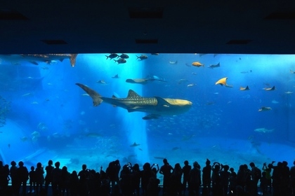 大きな水槽がある水族館