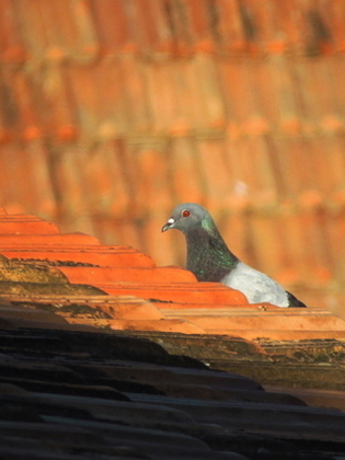 屋根の上の鳩