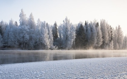 雪の森