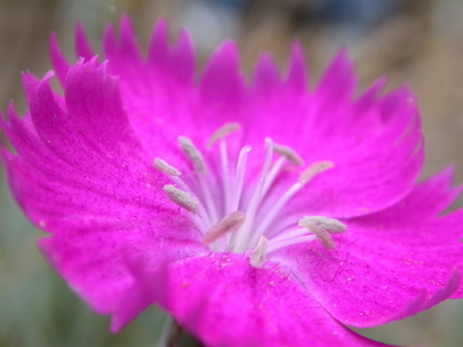 マゼンダ色の花