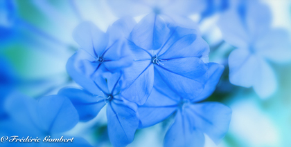 水色の花