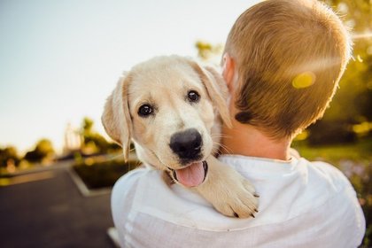 男の子に抱きかかえられるゴールデンレトリバーの子犬