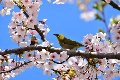 小鳥と桜