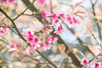 小さい桜