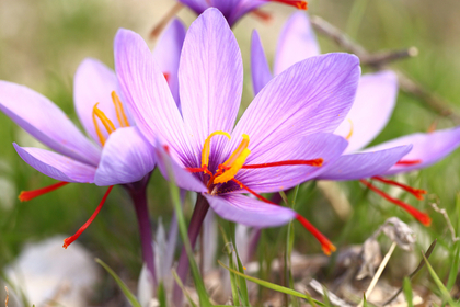 紫の花