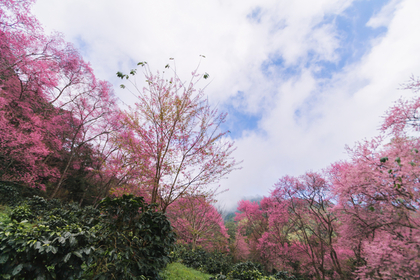 桜が満開の様子