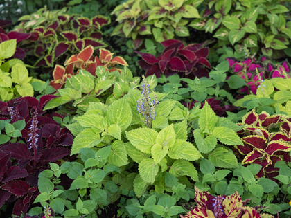 ガーデニングにもぴったりな植物