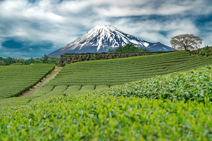 綺麗な富士山