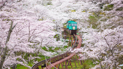 桜の花